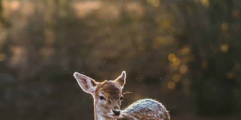 金融投资24课：三大核心交易策略与实战投资指南