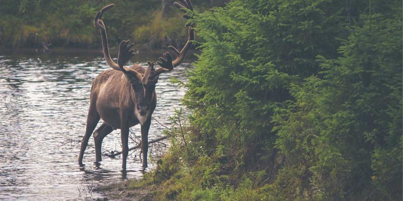 金融投资进阶指南：三大外汇交易策略与实战要点解析